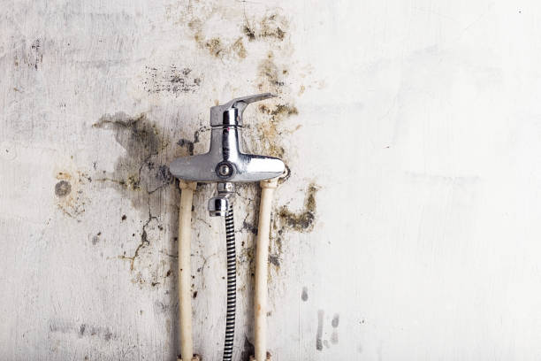 Best Mold Removal Specialists  in Liberty, NC