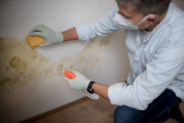Mold Testing and Removal in Liberty, NC