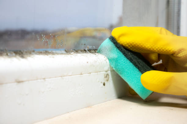Best Home Mold Removal  in Liberty, NC