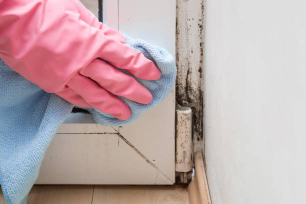 Best Office Mold Removal Services  in Liberty, NC